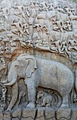 India - Tamil Nadu - Mamallapuram - elephant sculpture at Arjuna´s Penance