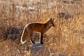 Red Fox on Rock Hunting in Meadow