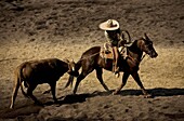 A Mexican Charro lassoes a bull as he rides a horse at a charreria competition in Mexico City. Male rodeo competitors are ´Charros, ´ from which comes the word ´Charreria ´ Charreria is Mexico´s national sport