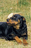 ROTTWEILER DOG, ADULT STICKING ITS TONGUE OUT WITH CHICK ON ITS NOSE