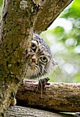 MANUL OR PALLAS´S CAT otocolobus manul, HEAD OF ADULT EMMERGING FROM BRANCHES