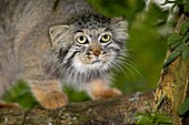 MANUL OR PALLAS´S CAT otocolobus manul, ADULT ON BRANCH