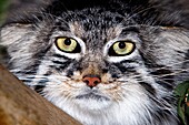 MANUL OR PALLAS´S CAT otocolobus manul, HEAD CLOSE-UP OF ADULT