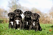 CANE CORSO, A DOG BREED FROM ITALY, PUPPIES ON GRASS