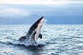 GREAT WHITE SHARK carcharodon carcharias, ADULT BREACHING, FALSE BAY IN SOUTH AFRICA