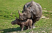 Indian Rhinoceros, rhinoceros unicornis, Mother with Calf