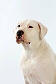 ARGENTINIAN MASTIFF DOG, PORTRAIT OF DOG AGAINST WHITE BACKGROUND
