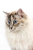 SEAL TABBY POINT WITH WHITE SIBERIAN CAT, FEMALE AGAINST WHITE BACKGROUND