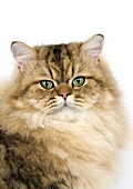 GOLDEN PERSIAN CAT, PORTRAIT OF ADULT AGAINST WHITE BACKGROUND