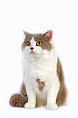 LILAC AND WHITE BRITISH SHORTHAIR CAT, ADULT MALE AGAINST WHITE BACKGROUND