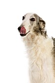 BORZOI OR RUSSIAN WOLFHOUND, FEMALE LICKING ITS NOSE AGAINST WHITE BACKGROUND