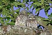 LITTLE OWL athene noctua, CHIK STANDING ON BRANCH NEAR NEST, NORMANDY IN FRANCE