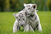 WHITE TIGER panthera tigris, CUB STANDING ON GRASS