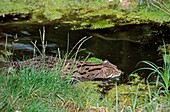 FISHING CAT prionailurus viverrinus, ADULT STANDING IN WATER