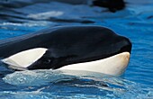 KILLER WHALE orcinus orca, CLOSE-UP OF HEAD AT SURFACE