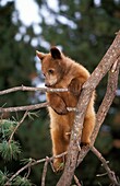 GRIZZLY BEAR ursus arctos horribilis, CUB PLAYING IN TREE, ALASKA