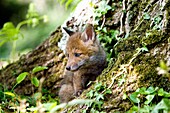 RED FOX vulpes vulpes, PUP STANDING AT DEN ENTRANCE, NORMANDY IN FRANCE