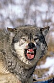 NORTH AMERICAN GREY WOLF canis lupus occidentalis, ADULT SHOWING TEETH, THREAT POSTURE, CANADA