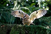 LONG-EARED OWL asio otus, ADULT TAKING OFF FROM BRANCH, NORMANDY