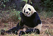 GIANT PANDA ailuropoda melanoleuca, ADULT EATING BAMBOO LEAVES, WOLONG RESERVE IN CHINA