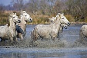 CAMARGUE HORSE, HERD GALLOPING THROUGH SWAMP, SAINTES MARIE DE LA MER IN THE SOUTH OF FRANCE