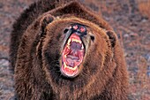 KODIAK BEAR ursus arctos middendorffi, ADULT WITH OPEN MOUTH, ALASKA