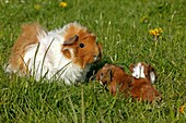 GUINEA PIG cavia porcellus, MOTHER WITH YOUNGS