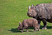INDIAN RHINOCEROS rhinoceros unicornis, MOTHER WITH CALF