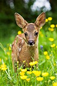 Roe Deer, capreolus capreolus, Fawn with Yellow Flowers, Normandy