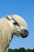 Shetland Pony, Portrait of Adult