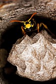 Common Wasp, vespula vulgaris, Adult Standing on Nest, Normandy