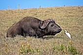 African Buffalo, syncerus caffer with Cattle Egret, bubulcus ibis, Hell´s Gate Park in Kenya