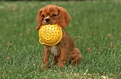 CAVALIER KING CHARLES SPANIEL, PUPPY PLAYING WITH SIEVE
