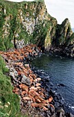 WALRUS COLONY odobenus rosmarus LAYING DOWN ON ROCKS, ROUND ISLAND IN ALASKA