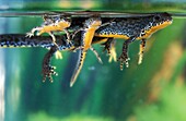 ALPINE NEWT triturus alpestris, ADULT WITH YOUNGS, NORMANDY IN FRANCE