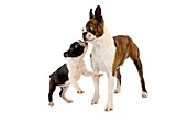 BOSTON TERRIER DOG, MALE WITH PUP AGAINST WHITE BACKGROUND
