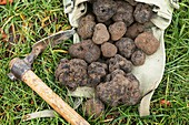 PERIGORD TRUFFLE tuber melanosporum, DROME IN THE SOUTH EAST OF FRANCE