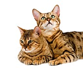 BROWN SPOTTED TABBY BENGAL DOMESTIC CAT