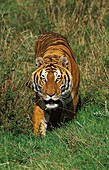 BENGAL TIGER panthera tigris tigris, ADULT WALKING ON GRASS
