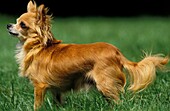 CHIHUAHUA DOG, ADULT STANDING ON GRASS
