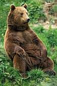 BROWN BEAR ursus arctos, ADULT SITTING IN GRASS