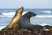 AUSTRALIAN SEA LION neophoca cinerea, FEMALES, AUSTRALIA