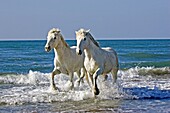 CAMARGUE HORSE, PAIR WALKING ON BEACH, SAINTES MARIE DE LA MER IN SOUTH OF FRANCE