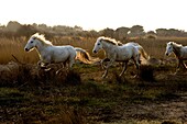 CAMARGUE HORSE, HERD GALOPPING, SAINTES MARIE DE LA MER IN SOUTH OF FRANCE