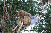 JAPANESE MACAQUE macaca fuscata, MOTHER WITH BABY, HOKKAIDO ISLAND IN JAPAN