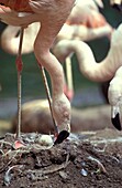 CHILEAN FLAMINGO phoenicopterus chilensis, ADULT STANDING ON NEST, LOOKING AFTER ITS EGG