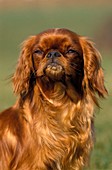 KING CHARLES SPANIEL DOG, PORTRAIT OF ADULT