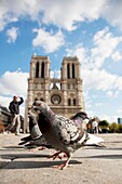 Pigeons in front of Notre Dame de Paris Cathedral, Paris, France
