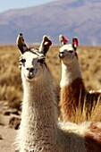 Two lamas near Negrillos village, Bolivia