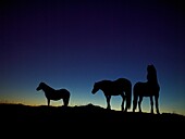 Silhouette of Horses